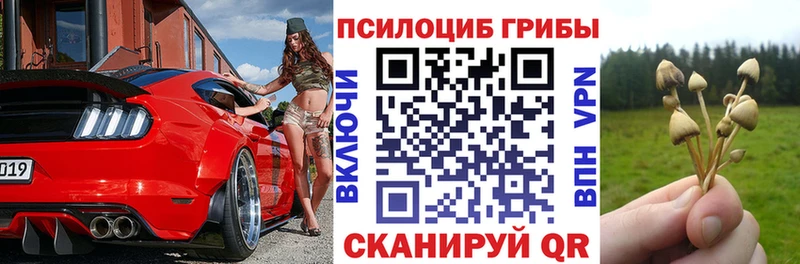 Купить где  Сертолово  Галлюциногенные грибы Cubensis 